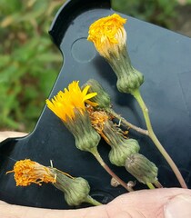 Sonchus arvensis uliginosus