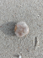 Polybius henslowii