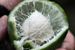 Passiflora tenuifila