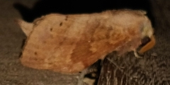 Lasiocampidae