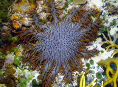 Acanthaster planci