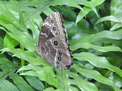 Morpho helenor peleides