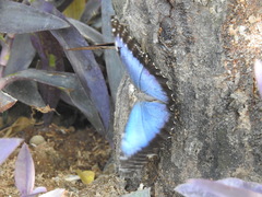 Morpho helenor peleides