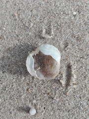 Polybius henslowii