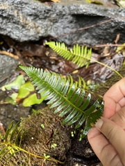 Dicranopteris linearis