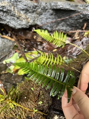 Dicranopteris linearis