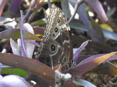 Morpho helenor peleides