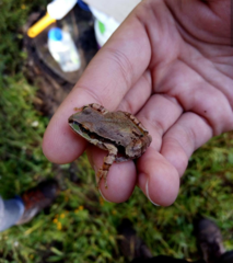 Hyla wrightorum