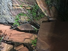 Pseudechis australis