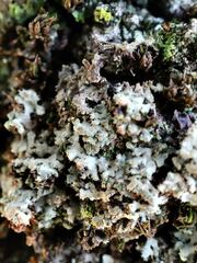 Phaeophyscia hirsuta