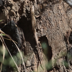 Urosaurus nigricauda