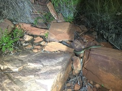 Pseudechis australis