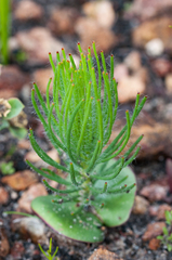 Leucadendron platyspermum