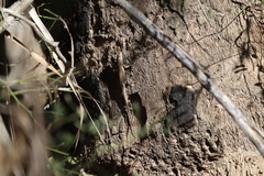 Urosaurus nigricauda