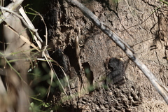 Urosaurus nigricauda