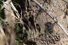 Urosaurus nigricauda
