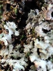 Phaeophyscia hirsuta