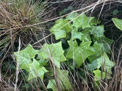 Delairea odorata
