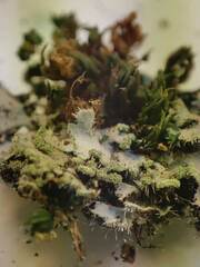 Phaeophyscia hirsuta