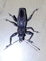 Naupactus xanthographus