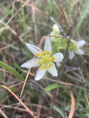 Toxicoscordion fremontii