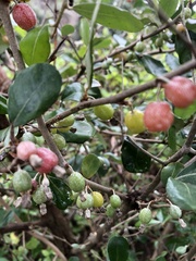 Elaeagnus oldhamii