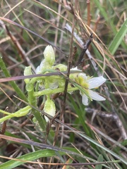Toxicoscordion fremontii