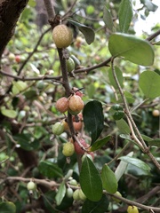 Elaeagnus oldhamii