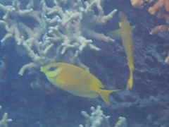 Siganus corallinus