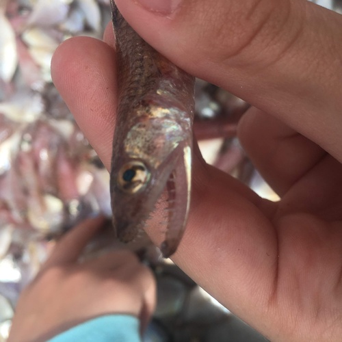 Brazilian lizardfish (Saurida brasiliensis) — Synodontidae — 5