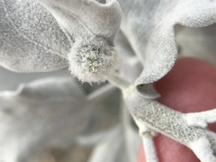 Asphondylia enceliae