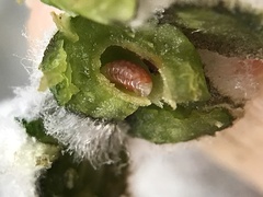 Asphondylia enceliae