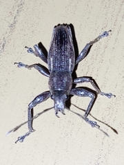 Naupactus xanthographus