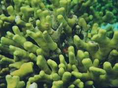Porites cylindrica
