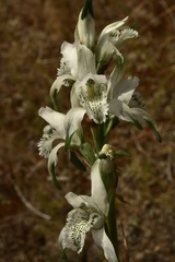 Chloraea multiflora