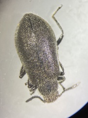 Melandryidae