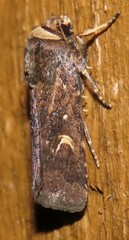 Proteuxoa tetronycha