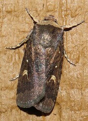 Proteuxoa tetronycha