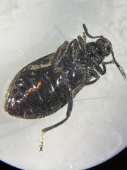 Melandryidae