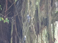 Campylorhynchus nuchalis