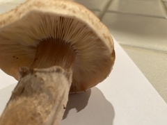 Armillaria mellea