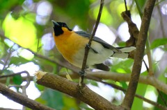 Symposiachrus trivirgatus