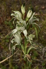 Chloraea multiflora