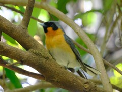 Symposiachrus trivirgatus
