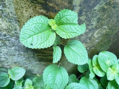 Pilea nummulariifolia