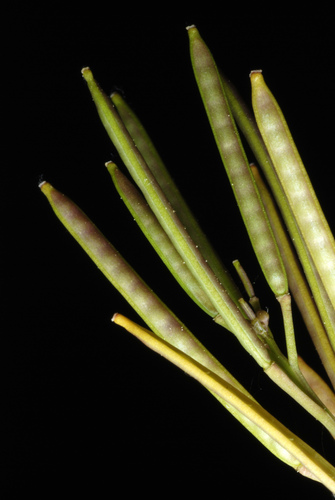 Cardamine hirsuta
