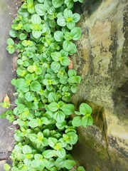 Pilea nummulariifolia