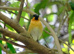 Symposiachrus trivirgatus