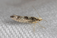 Argyresthia glaucinella