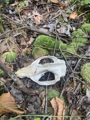 Didelphis virginiana